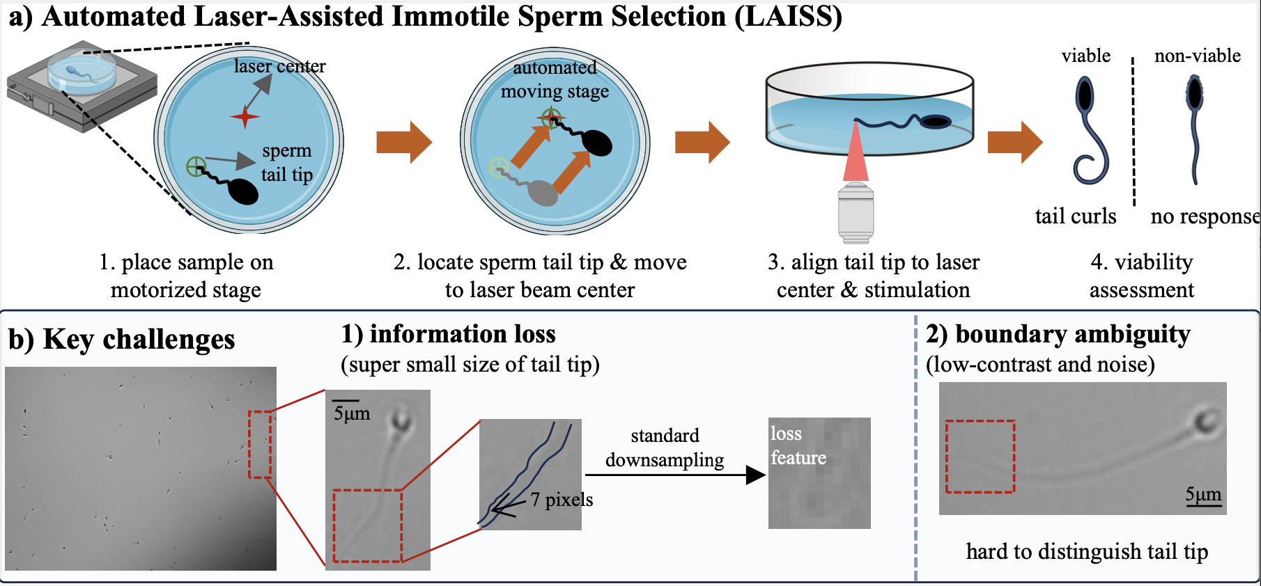 Automated Laser-Assisted Immotile Sperm Selection via Precise Positioning of Sperm Tail Tip