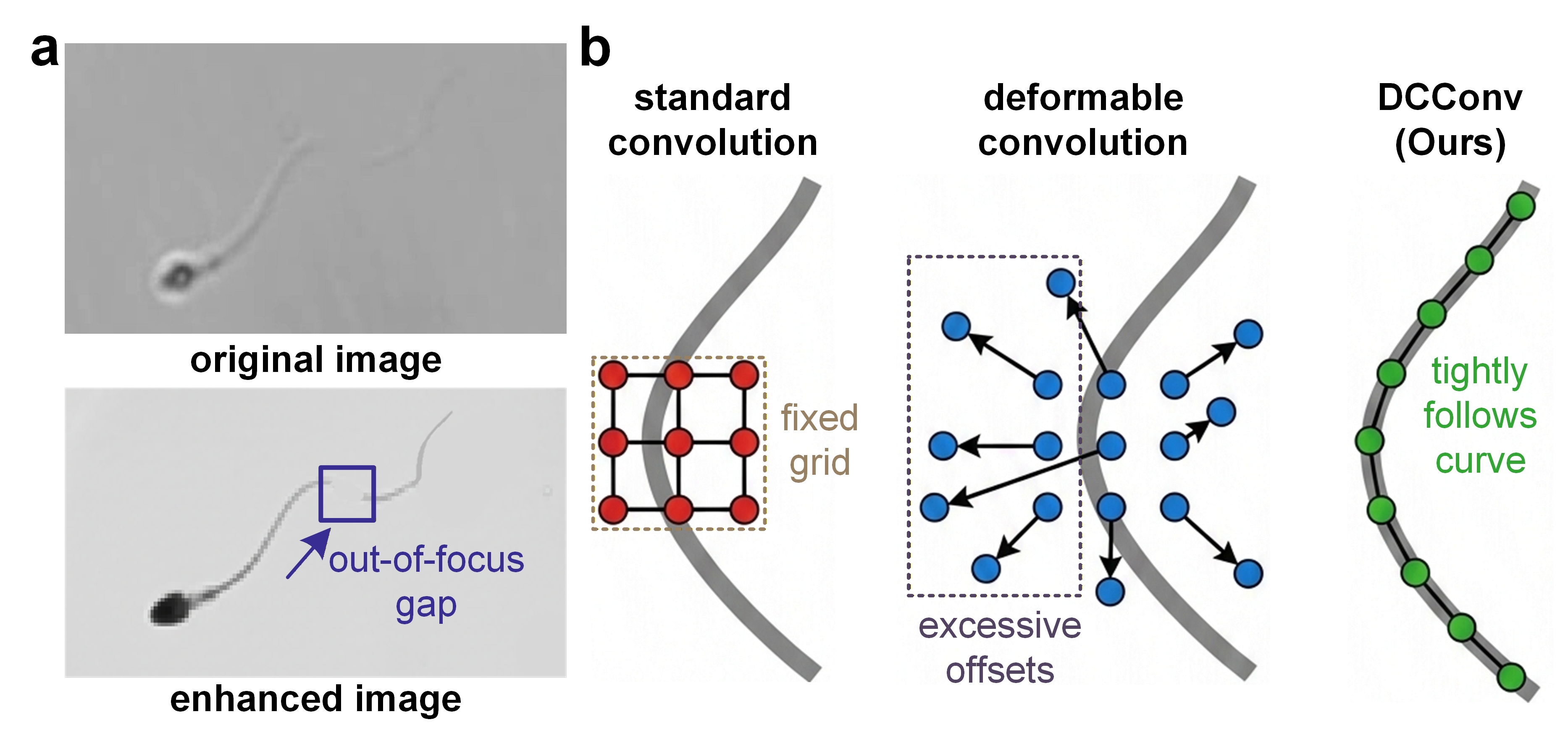 Automated Analysis of Sperm Flagella with Direction-Free Continuous Convolution
