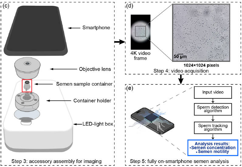 Fully On-Smartphone: Efficient Speed-Up of Sperm Tracking Algorithm for Point-of-Care Semen Analysis